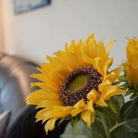 Solymar * 佩尔泽哈肯